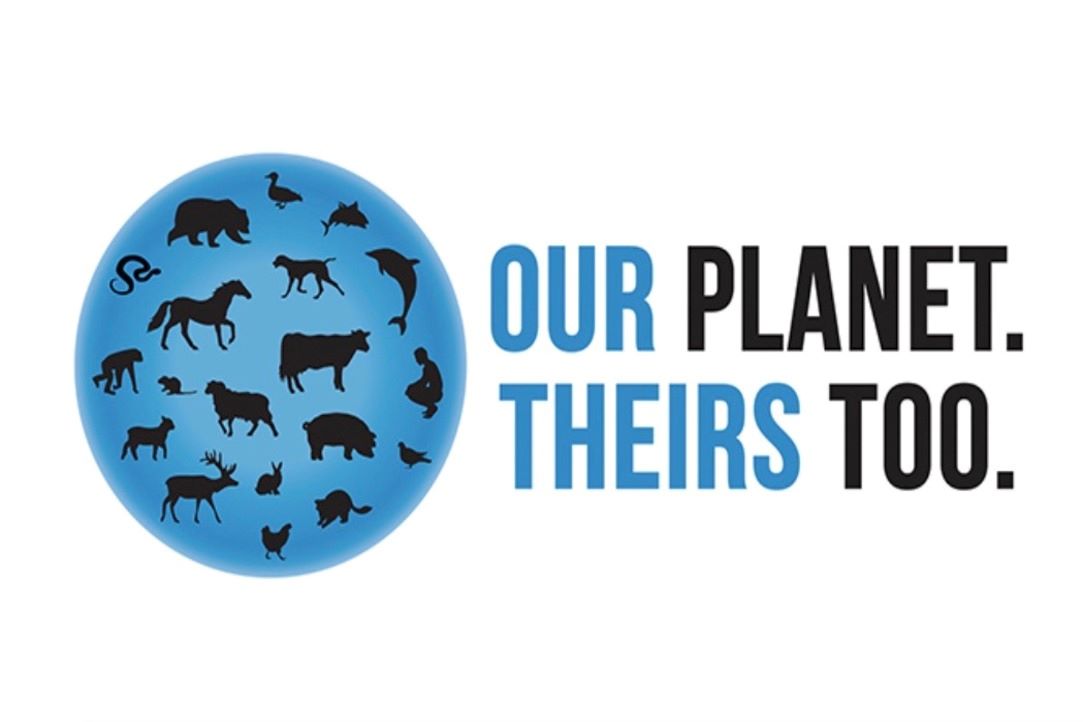 International Animal Rights Day – News – HSE Illuminated – HSE University