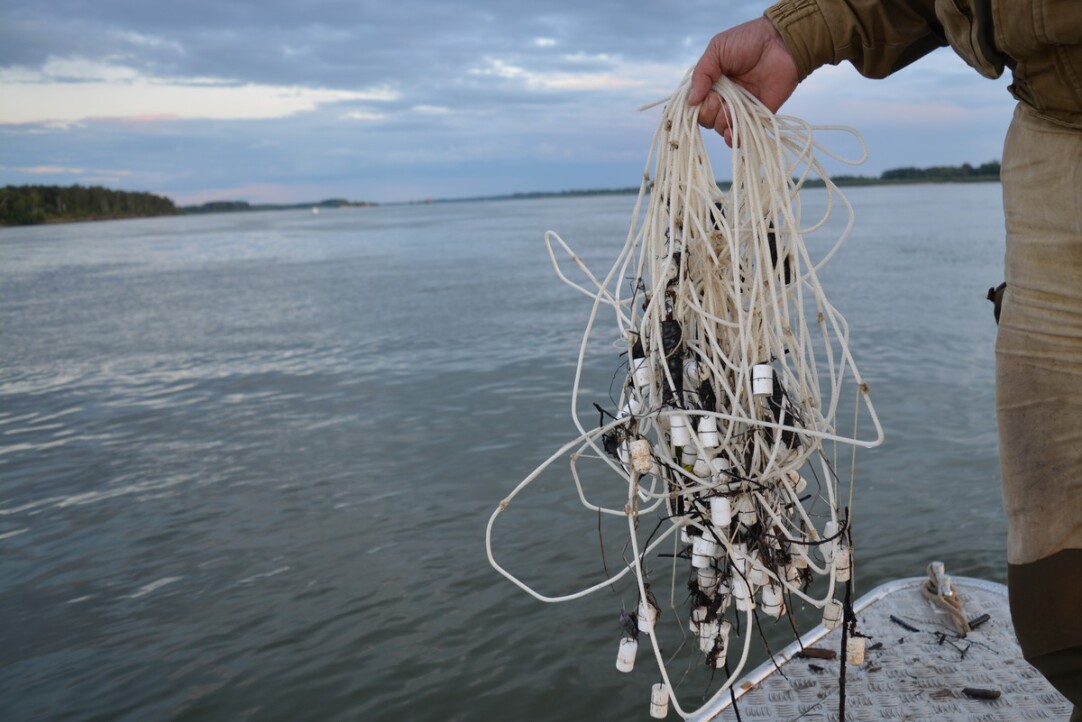 Иллюстрация к новости: Как антропологи исследуют невидимые практики рыболовного промысла